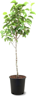 American Plant Exchange Hood Pear Trees, 5 Gallon Pot, 3-4ft Tall, Semi-Self Pollinating, Live Fruiting Tree, Large Outdoor Landscape Plant, White Flowers, Fresh Pears for Eating or Canning