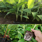 Basjoo Banana Plant Live, 4-6" Tall Well-Rooted for Indoor Tropical Displays, Cold Hardy Banana Fruit Tree