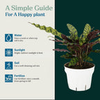 Rattlesnake Calathea Live Plant - Air Purifier, Colorful House Plant, Ideal for Home Decor - Calathea Rattlesnake for Indoor Plants, Calathea Lancifolia Prayer Plant (Large Calathea Rattlesnake)