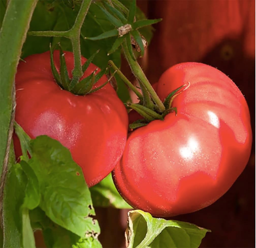 Pink Ponderosa Heirloom Tomato Seeds - Large Tomato - One of The Most Delicious Tomatoes for Home Growing, Non GMO - Neonicotinoid-Free.