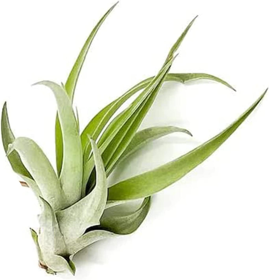 ragnaroc Air Plants - Tillandsia Capitata (Peach), Large 5-7” - 2 ct - Live Arrival Guaranteed - House Plants for Home Decor & Gift