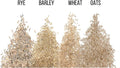 Cat Grass Seeds for Growing | 4 Way Blend, Rye, Wheat, Oats and Barley | Made in USA, Ships from Iowa. (1 Pound)