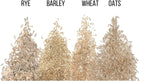 Cat Grass Seeds for Growing | 4 Way Blend, Rye, Wheat, Oats and Barley | Made in USA, Ships from Iowa. (25 Pounds)