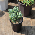 BangQiao 14 Pack 4.40 Inch Black Plastic Deep Nursery and Seedling Pots, Round Planter Container for Transplanting, Cutting, Succulent