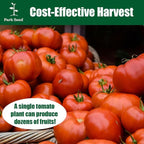 Park Seed Variety of Tomato Seeds, Planting Vegetables, Easy to Grow, Non-GMO, Perfect for Harvesting, Better Boy Hybrid, Pack of 250