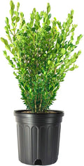 Wintergreen Boxwood | 2 Extra Large 3 Gallon Plants | Buxus Microphylla | Evergreen Shrub, Dense Foliage, Formal Garden, Low Maintenance, Privacy Hedge, Year-Round Interest, Landscaping Shrub