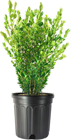 Wintergreen Boxwood | 2 Extra Large 3 Gallon Plants | Buxus Microphylla | Evergreen Shrub, Dense Foliage, Formal Garden, Low Maintenance, Privacy Hedge, Year-Round Interest, Landscaping Shrub