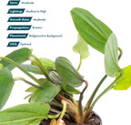 SubstrateSource Live Plants - Echinodorus ‘Horizontalis Variegated’ - Moderate to High Light, Green Variegated Accent, Midground to Background, Freshwater Aquatic Plant - Pot