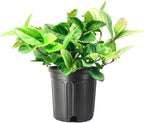 Viburnum Suspensum | 1 Large Gallon Size Plant I Sandankwa I Live Durable Evergreen Shrub with Fragrant Blooms, Ideal for Hedges, Privacy Screens, and Ornamental Landscaping
