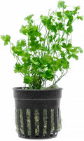 SubstrateSource Live Aquarium Stem Plants - Freshwater Aquatic Plant for Fish Tanks, Aquascaping - (Diamond Ludwigia Peruensis, 1 Bunch)