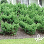 Sea Green Juniper - 10 Live Plants - Juniperus Chinensis - Hardy Evergreen Privacy Screen