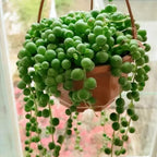String of Pearls Plant Live, Succulent Trailing Vine, Indoor Houseplant Live in Pot