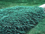 Blue Rug Juniper - 30 Live Plants - 4" Container Low Maintenance Evergreen Ground Cover