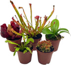 BubbleBlooms Carnivorous Plant Assortment Set, 5 Live Different Plants in 2 inch Pots