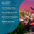 SubstrateSource Live Plant - Ludwigia Ovalis - Easy Care, Moderate to High Light, Green to Orange Accent, Freshwater Aquatic Plant for Aquascaping - Lead Bunch