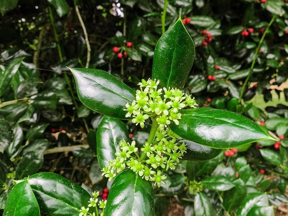 Burfordi Holly | 3 Quart Size Plants | Ilex Cornuta | Fast Growing Evergreen Shrubs, Privacy Hedge Plants, Dark Green Foliage, Low Maintenance Landscaping, Ideal for Hedges and Borders