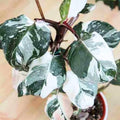 2 White Philodendron Live Plant 5-9" Tall, Rare Tropical Indoor Houseplant Home Garden