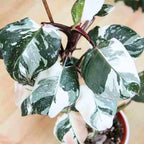 2 White Philodendron Live Plant 5-9" Tall, Rare Tropical Indoor Houseplant Home Garden