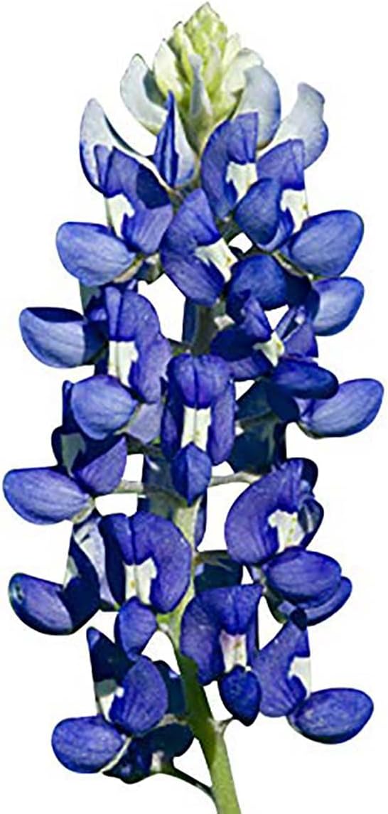 Mixed Lupines with Many Colors - 250 Seeds