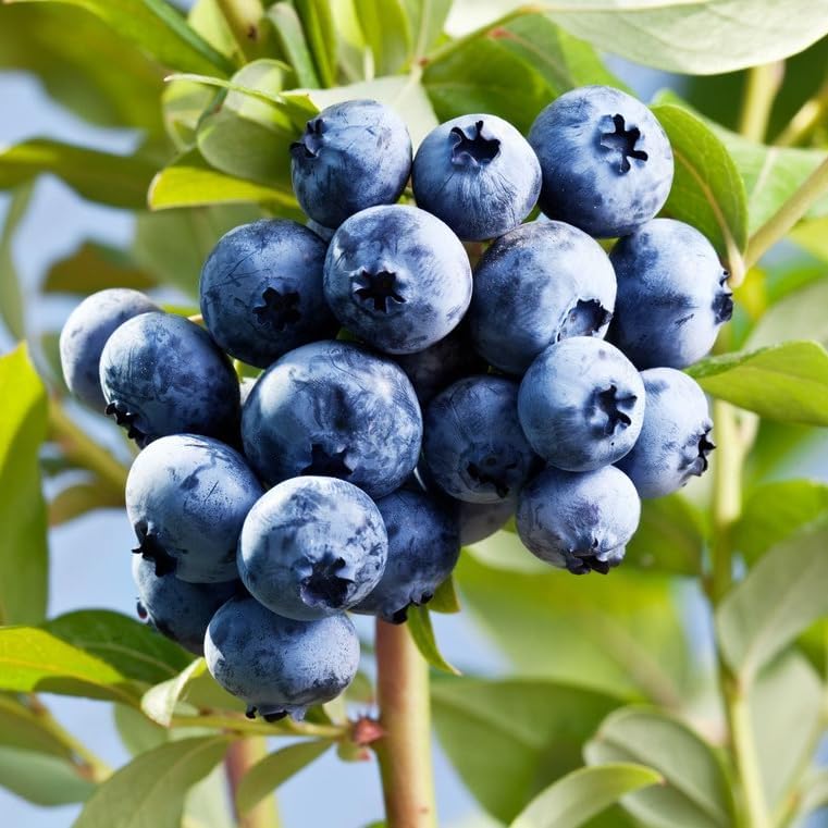 Pink Lemonade Blueberry (O'Neal)