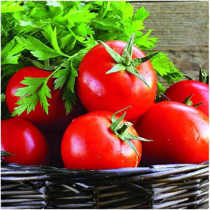 Park Seed Variety of Tomato Seeds, Planting Vegetables, Easy to Grow, Non-GMO, Perfect for Harvesting, Early Girl Hybrid, Pack of 30