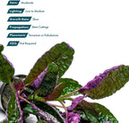 SubstrateSource Live Jungle Plants - Hemigraphis colorata (Hemigraphis sp.) - Low to Medium Light, Purple Green, Terrarium or Paludarium, Decorative Rosette Foliage - Pot