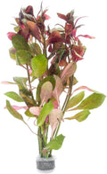 SubstrateSource Live Aquarium Stem Plants - Freshwater Aquatic Plant for Fish Tanks, Aquascaping - (Limnophila Belem, 4 Bunches)