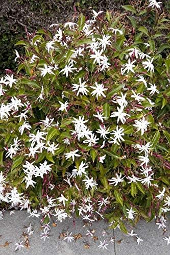 Star Jasmine - 3 Live Plants - Jasminum Nitidum - Fragrant Blooming Evergreen Vine
