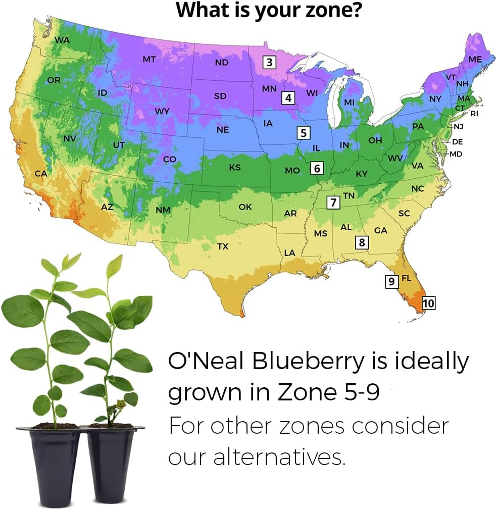 Pink Lemonade Blueberry (O'Neal)