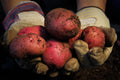 Red Pontiac Certified Seed Potatoes 3Lb - Non GMO - Naturally Grown - Whole Potatoes - Ready for Planting