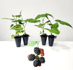 BlackBerry Plants Triple Crown Live for Sale (4 Pack) | Easy to Grow Plants | Edible Fruit Plant for Sustainable Living | Grow Your own Food on Your Edible Organic Garden| Live for Planting|