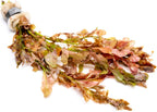 SubstrateSource Live Aquarium Stem Plants - Freshwater Aquatic Plant for Fish Tanks, Aquascaping - (Moneywort Bacopa Monnieri, 1 Bunch)