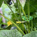 CACERIAWM Plant Support Clips, 100 Pcs Tomato Clips, Plastic Trellis Clips, Grape Vine Tomato Vine Vegetables Plants Garden Support Clips to Grow Upright Makes Plants Healthier