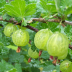 Sweet Gooseberry Plant Live for Planting, Gooseberry Bushes Live Plant 5 to 9 Inch Tall, Gooseberries Fruit