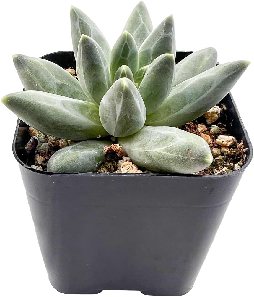 Sprout N Green Pachyphytum compactum, 1 Live Succulent Plant Fully Rooted in 2" Pots with Soil Mix, Real House Plant for Indoor Outdoor Home Office Wedding Decoration Party Favor