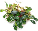SubstrateSource Bucephalandra Brownie Blue Live Aquarium Plant - Natural Freshwater Fish Tank Decorations and Aquatic Decor (Plant (10-15 Leaves))