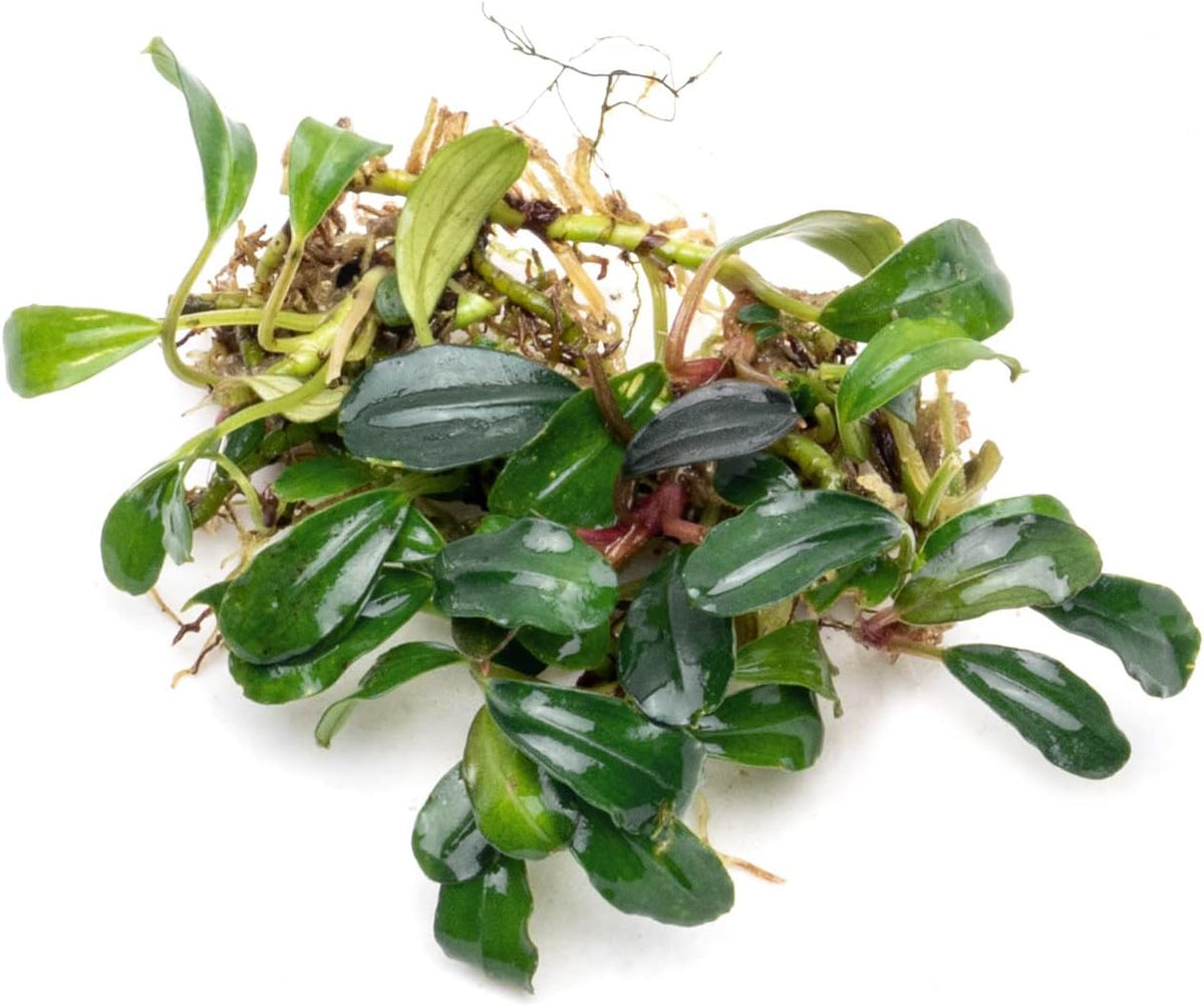 SubstrateSource Bucephalandra Brownie Blue Live Aquarium Plant - Natural Freshwater Fish Tank Decorations and Aquatic Decor (Plant (10-15 Leaves))