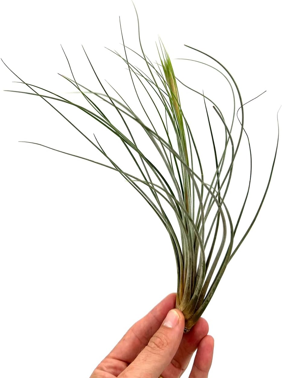 ragnaroc Air Plants - Tillandsia Juncea, Jumbo 8-12" - 2ct - Live Arrival Guaranteed - House Plants for Home Decor & Gift