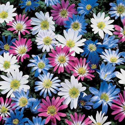 Anemone Blanda Mix Bulbs for Planting - Perennial, Attracts Bees & Showy Flowers | Blooms in Mid Spring, Easy to Grow & Maintain (50 Pack)