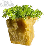 Dwarf Baby Tears Hemianthus Callitrichoides HC Live Aquarium Plants Freshwater Fish Tank
