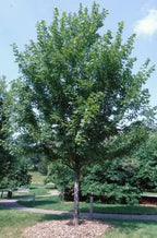 Autumn Blaze Maple Tree - 1 Gallon, Established Roots Potted - Acer x Freemanii, Fast Growing Tree, Fall Colors