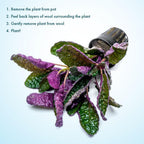 SubstrateSource Live Jungle Plants - Hemigraphis colorata (Hemigraphis sp.) - Low to Medium Light, Purple Green, Terrarium or Paludarium, Decorative Rosette Foliage - Pot