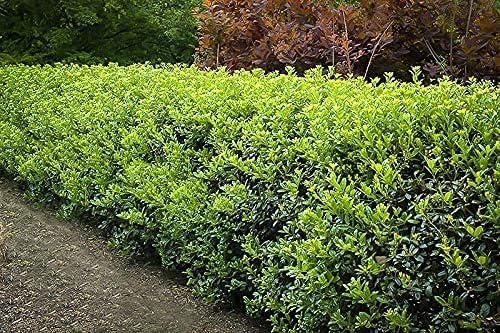 Burfordi Holly | 3 Quart Size Plants | Ilex Cornuta | Fast Growing Evergreen Shrubs, Privacy Hedge Plants, Dark Green Foliage, Low Maintenance Landscaping, Ideal for Hedges and Borders