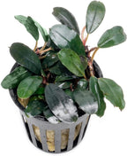 SubstrateSource Bucephalandra Kedagang Round Potted Live Aquarium Plant - Natural Freshwater Fish Tank Decorations, Aquatic Decor