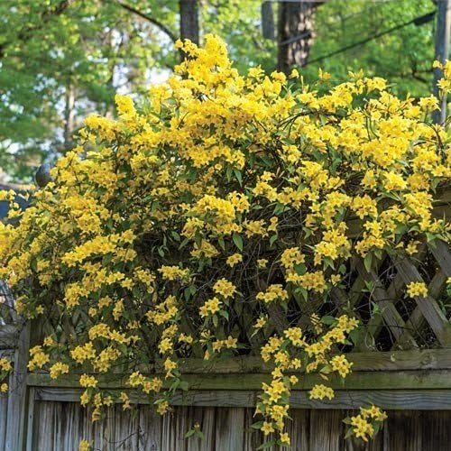 Carolina Jasmine | 20 Live Plants | Gelsemium Sempervirens | Fragrant Yellow Blooms, Evergreen Vine, Low Maintenance, Fast Growing, Climbing, Attracts Pollinators, Garden Trellis