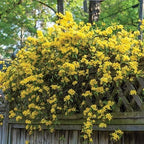 Carolina Jasmine | 3 Live Plants | Gelsemium Sempervirens | Fragrant Yellow Blooms, Evergreen Vine, Low Maintenance, Fast Growing, Climbing, Attracts Pollinators, Garden Trellis