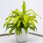 American Plant Exchange Dracaena Limelight Madagascar Dragon Tree – 3-Gallon with Pot – Live XL Indoor/Outdoor Plant, Bright Foliage Air Purifier for Home, Office, or Patio Decor