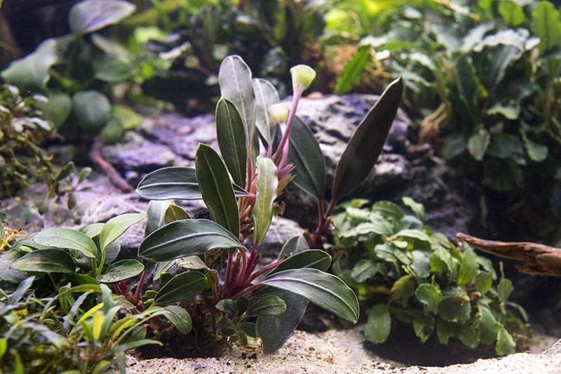 SubstrateSource Bucephalandra Pink Lady Potted Live Aquarium Plant - Natural Freshwater Fish Tank Decorations, Aquatic Décor