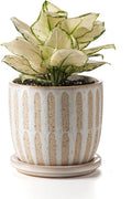Ceramic Flower Pots Indoor-Outdoor: 5.75 Inch Planters with Drainage Holes & Saucer - Modern Decorative Plant Pots Ceramic for Home Gardeners (Striped)