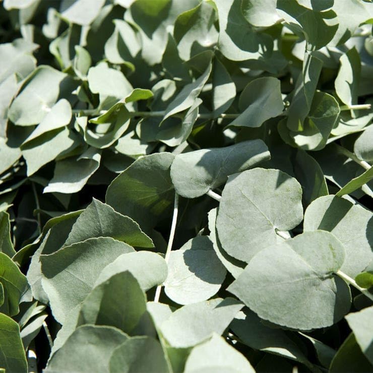 Park Seed Grow Your Own Eucalyptus Seeds Plant, Perfect for Indoor Growing and Spring Garden, Baby Blue Bouquet, Pack of 25